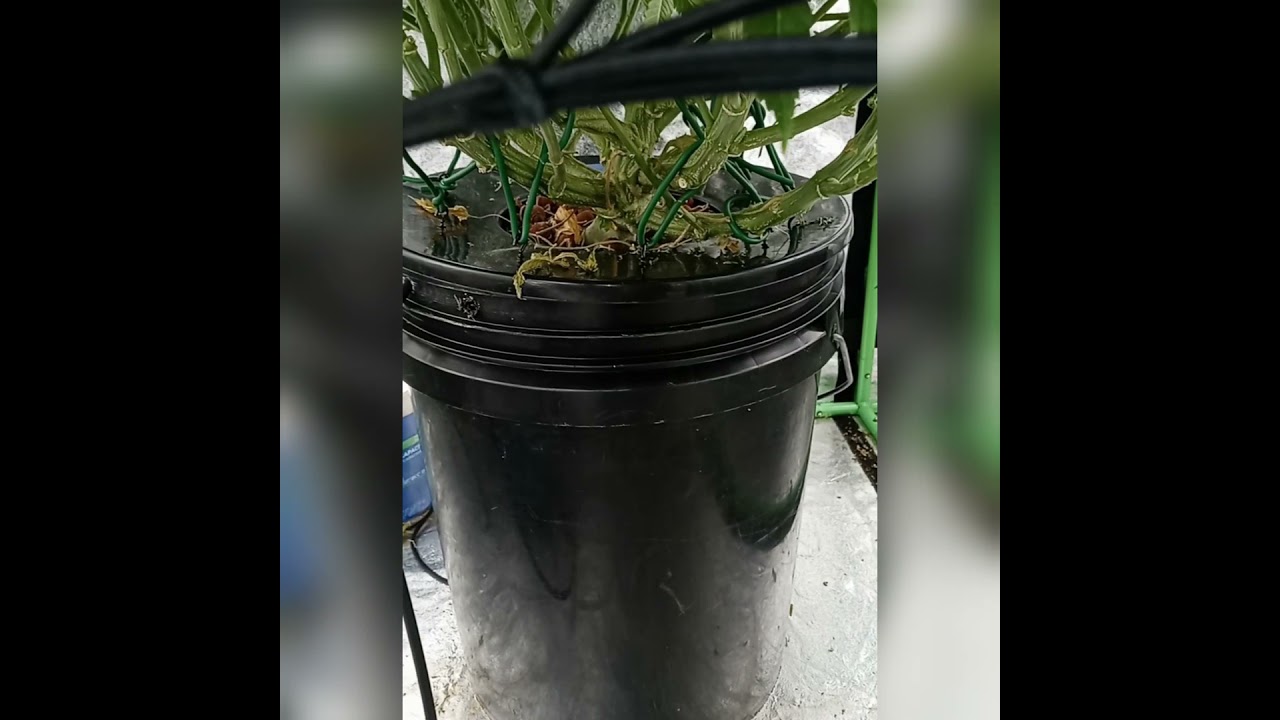 Crop Kings Gelato
