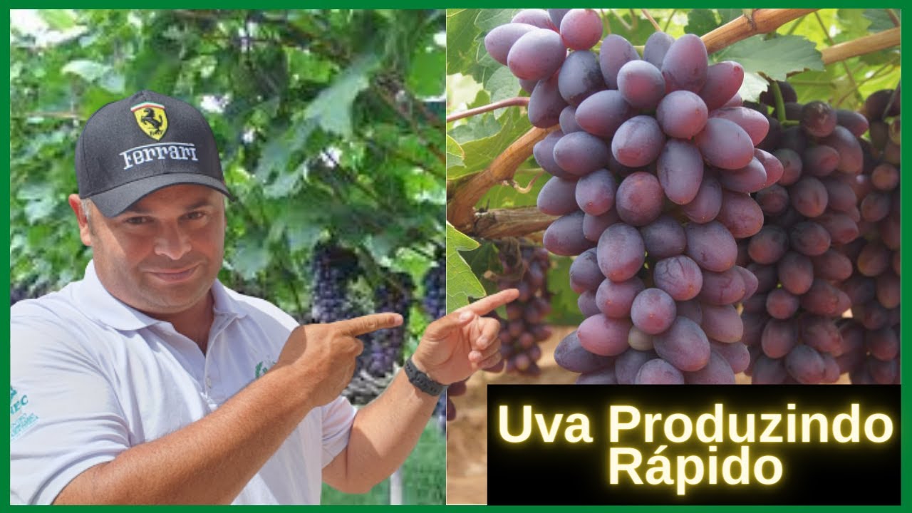 Uva Isis produzindo muito rápido e com uma carga ENORME de cachos!! #uva #isis #uvaisis