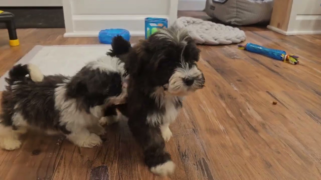 Heavenly Havanese™️ Raisins Crazy Eight Puppies 8 weeks old and ready for their excited families!