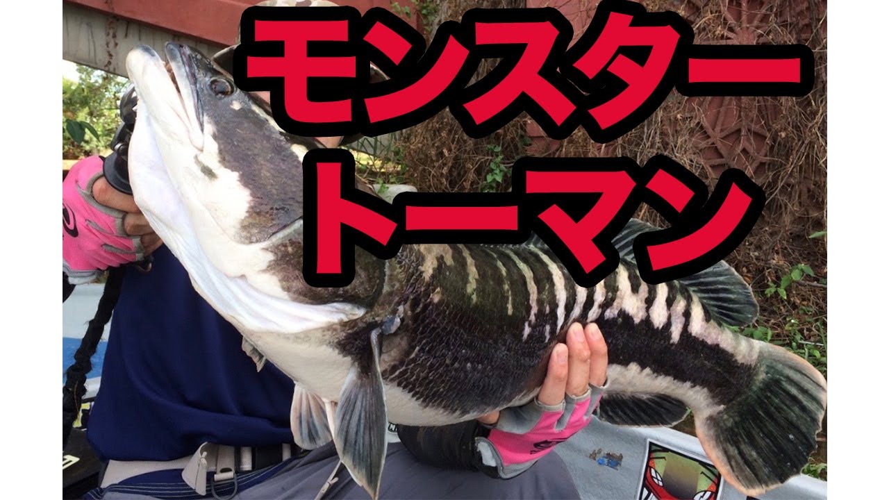 マレーシアリバーモンスタートーマンフィッシング