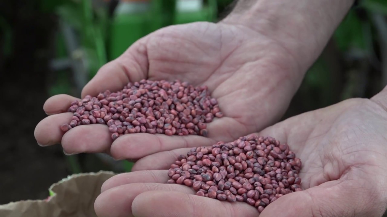 Semanatul timpuriu al sorgului, in Dobrogea, aduce sporuri de pana la 3.000 kg/ha
