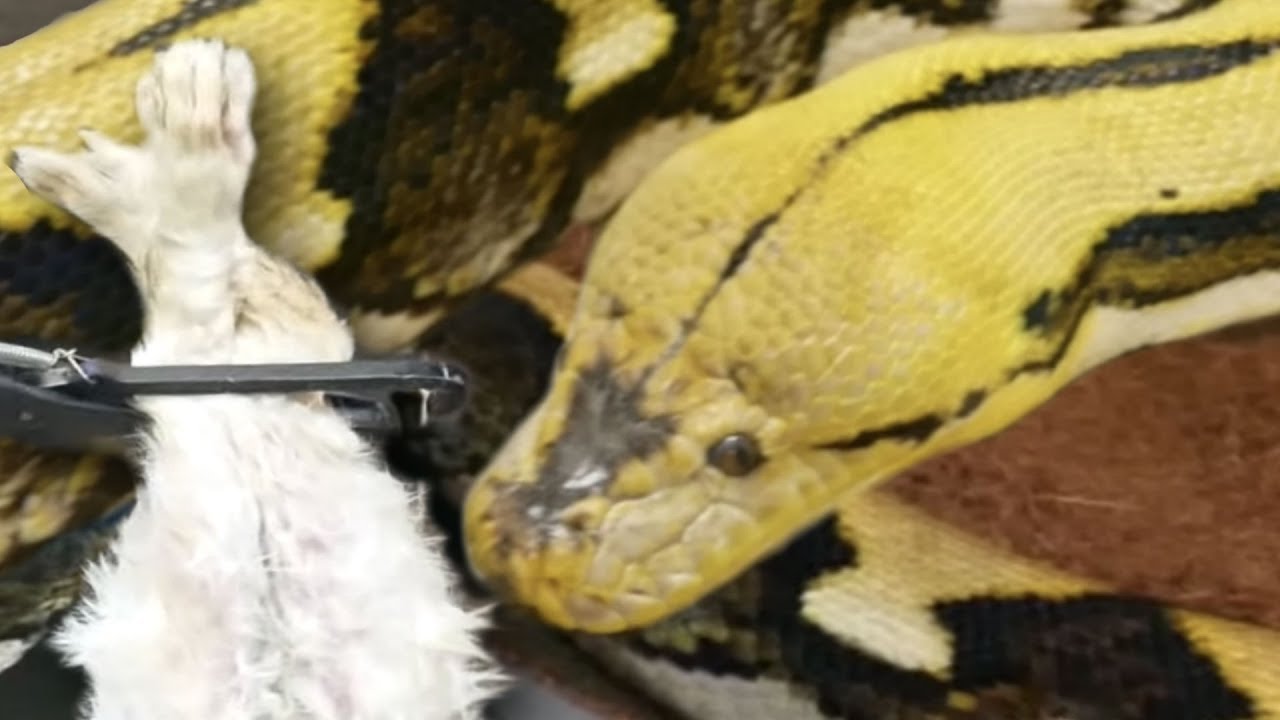 FEEDING MY 20 FOOT SNAKE (Lucy) for his 14th BIRTHDAY at THE REPTILE ZOO!! | BRIAN BARCZYK