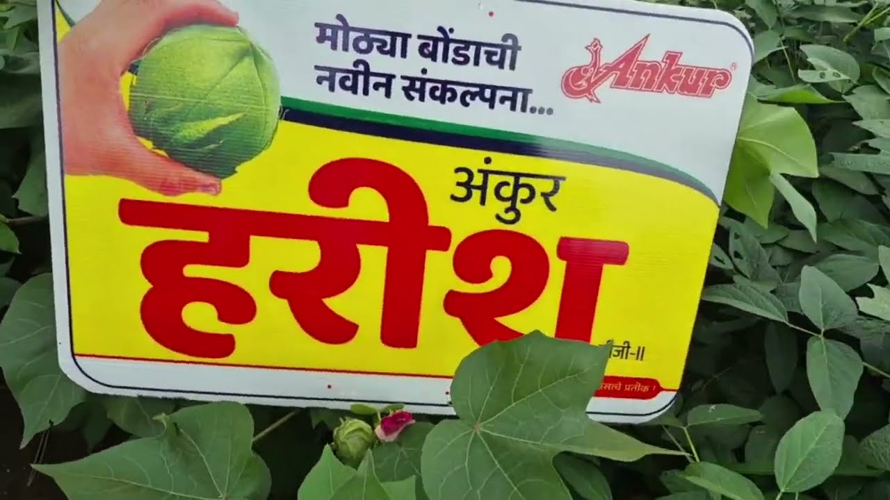 New Farming Technique  is live With Gopal Bhau Arwade