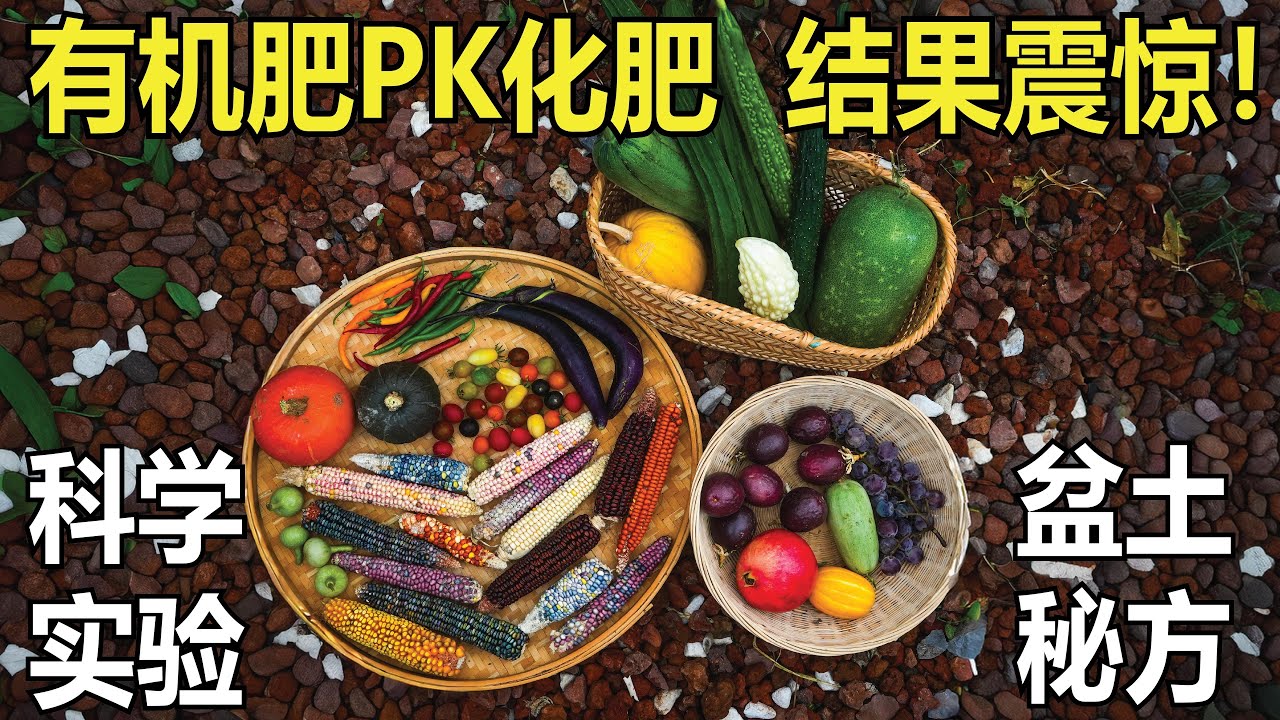你以为堆肥最强？【严格科学实验】实测反转：有机肥PK化肥，结果震惊｜盆土秘方 & 土地改良方案