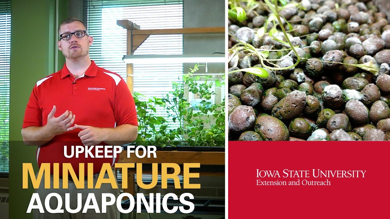 Basic Aquaponics: Maintenance and Tips