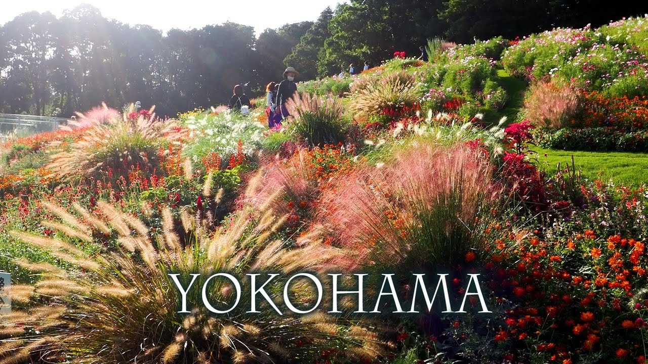 Early Autumn Gardens in YOKOHAMA.初秋の横浜  #yokohama #里山ガーデン #西方寺