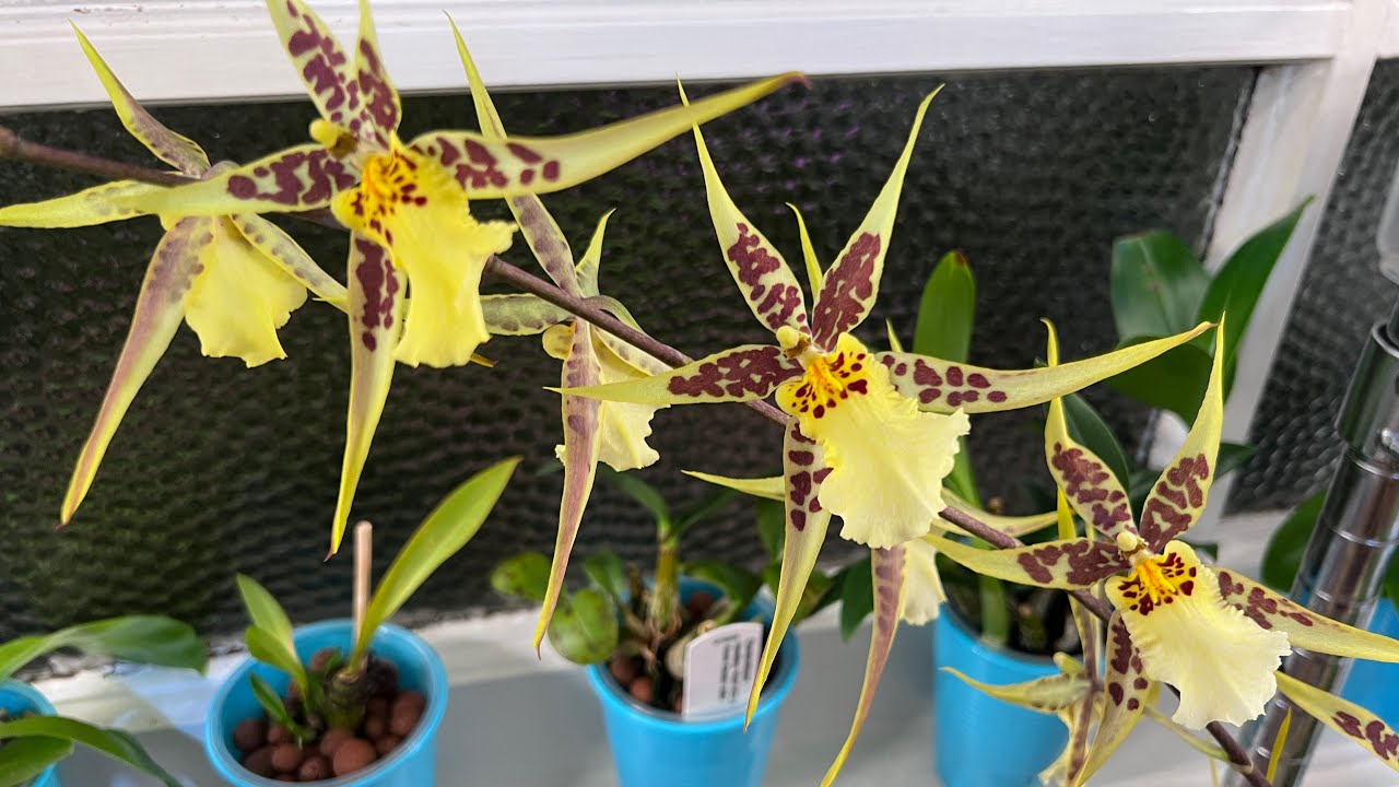 蜘蛛文心兰Brassidium Yellow Star怎么养？