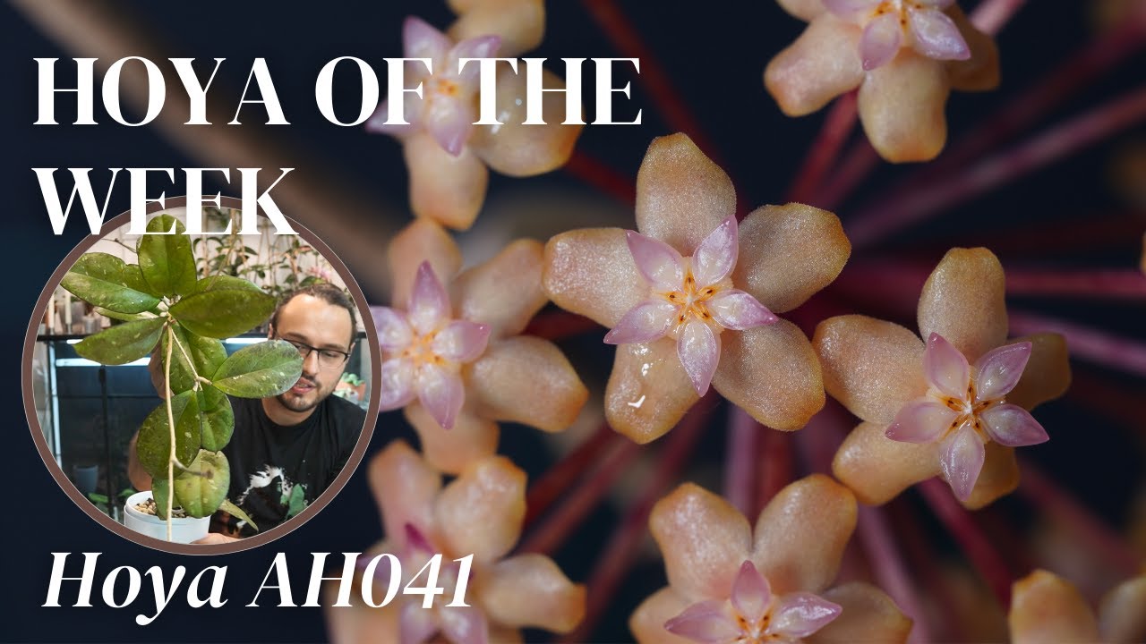 my Hoya AH041 is a tangled hot mess, but I still love it | Hoya of the Week