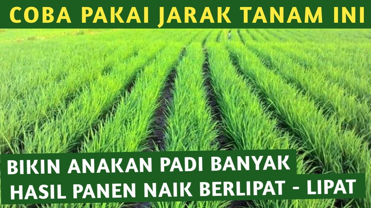 JARAK TANAM PADI PALING IDEAL UNTUK MELIPAT GANDAKAN HASIL PANEN