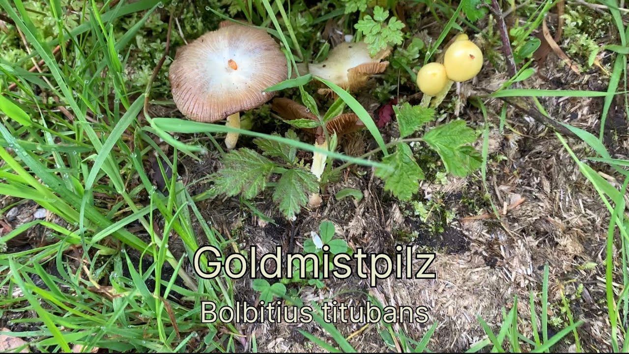 Goldmistpilz - Pilze unter der Lupe