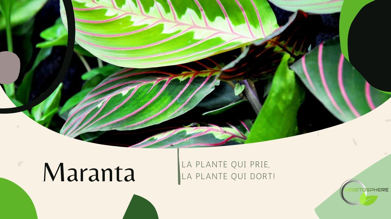 Maranta, la plante qui prie!