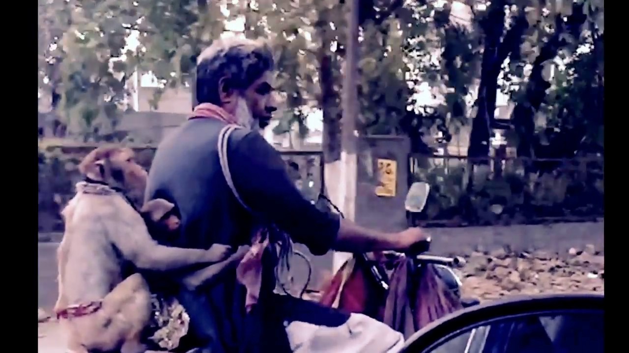 Monkey Dance Performers Riding a Bike with Trainer in Bride and Groom Outfits