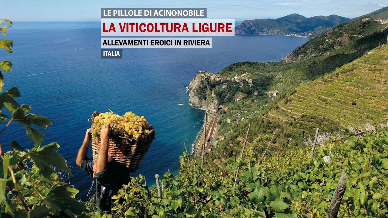 La viticoltura Ligure | Un viaggio da levante a ponente per scoprire i prodotti della riviera