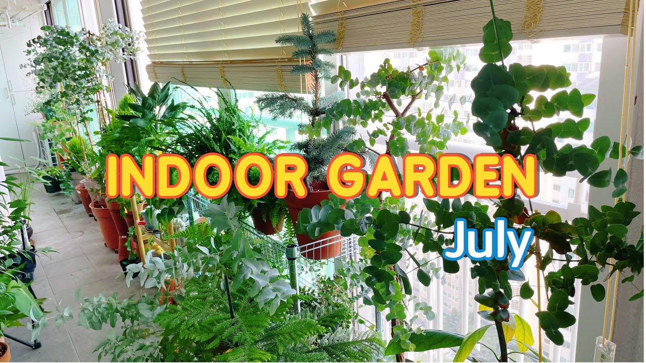 베란다 정원ㅣ거실 식물들ㅣ호프셀렘ㅣ월간 유칼로그ㅣ실내가드닝ㅣ유칼립투스ㅣ제철식물 고사리