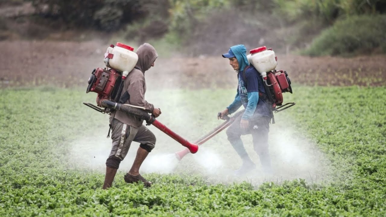 De Europa al Perú: el negocio de los pesticidas que amenazan la salud