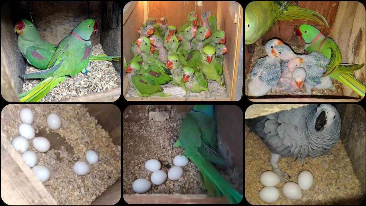 Alexandrine Parrots Breeding Farm Kashmir Raw Breeding Farm in Multan Ringneck Parrots Breeding Farm