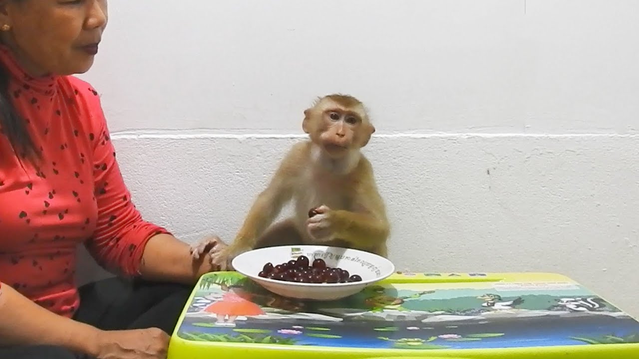 Adorable Mr. Bee Munches On Sweet Grapes