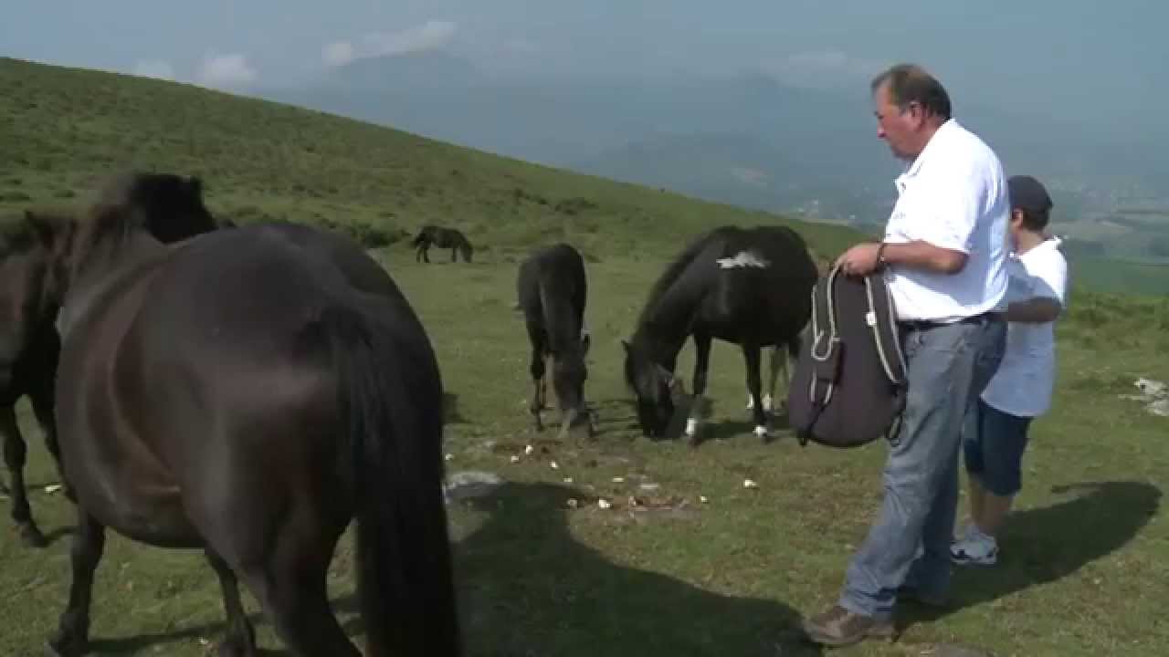 Bayonne, les plus anciens chevaux du monde, les pottoks