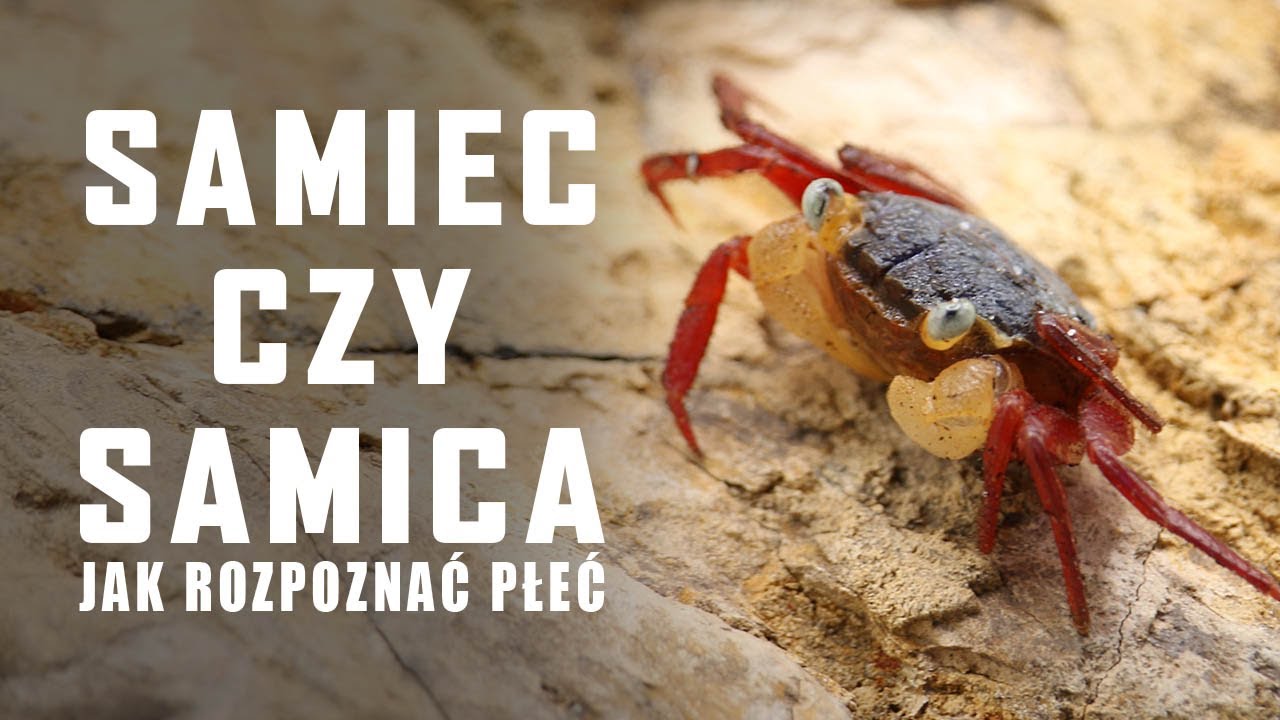 🦀JAK ROZPOZNAĆ PŁEĆ KRAB&Oacute;W WAMPIR&Oacute;W - GEOSESARMA