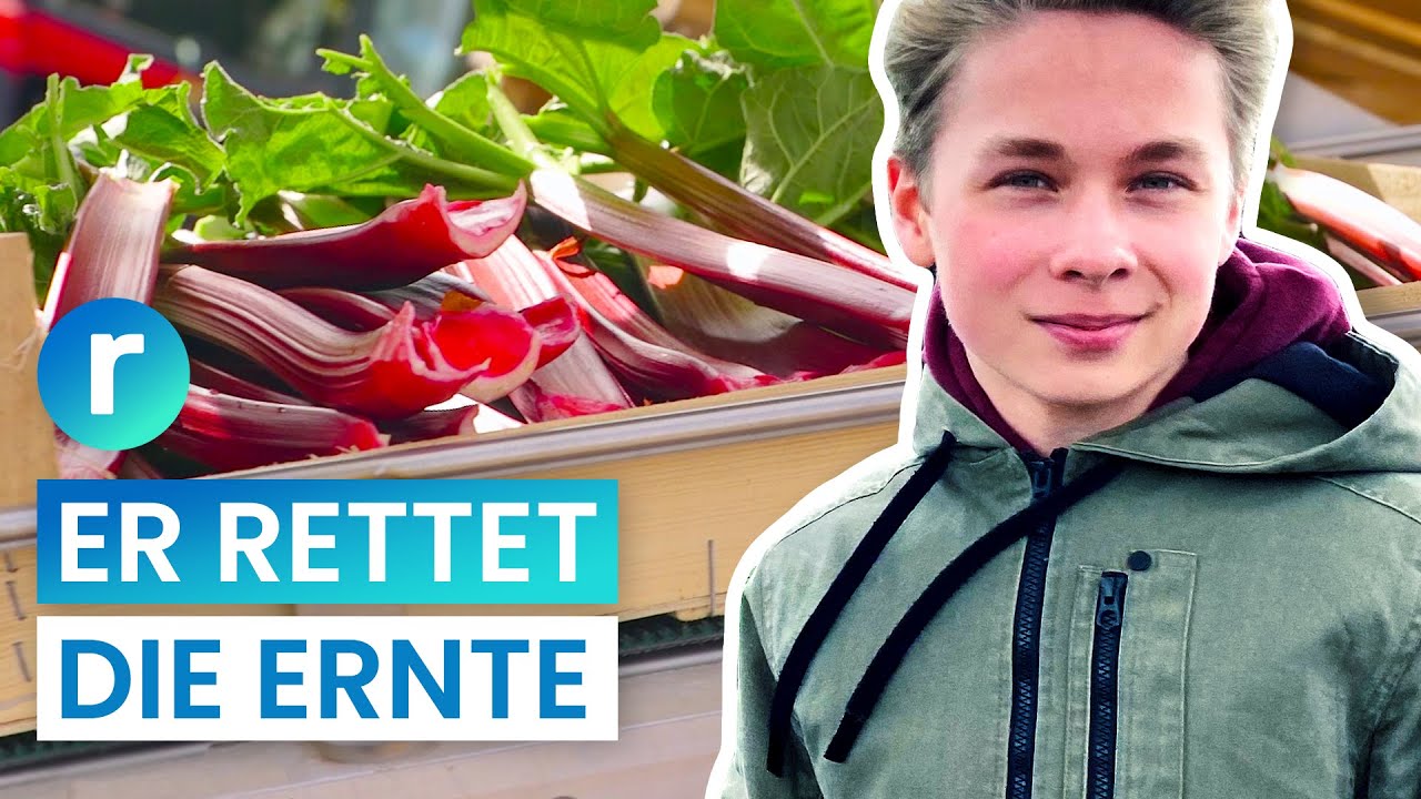 Schüler müssen auf die Felder – weil Erntehelfer fehlen | reporter