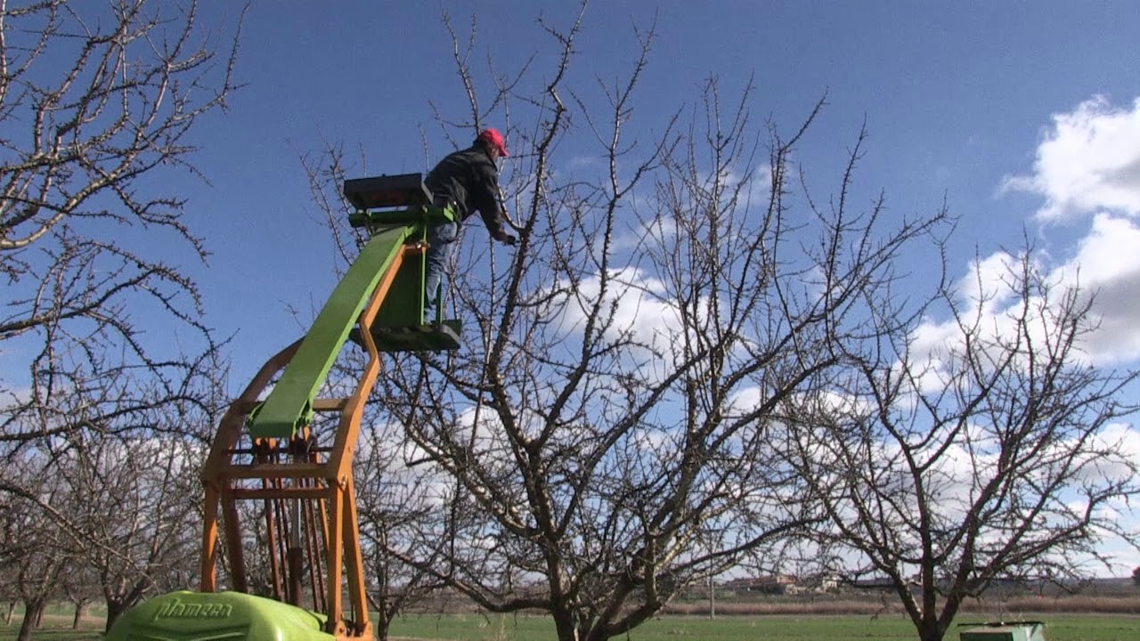 Poda de producci&oacute;n en plantaciones de almendro de regad&iacute;o (10 a&ntilde;os)