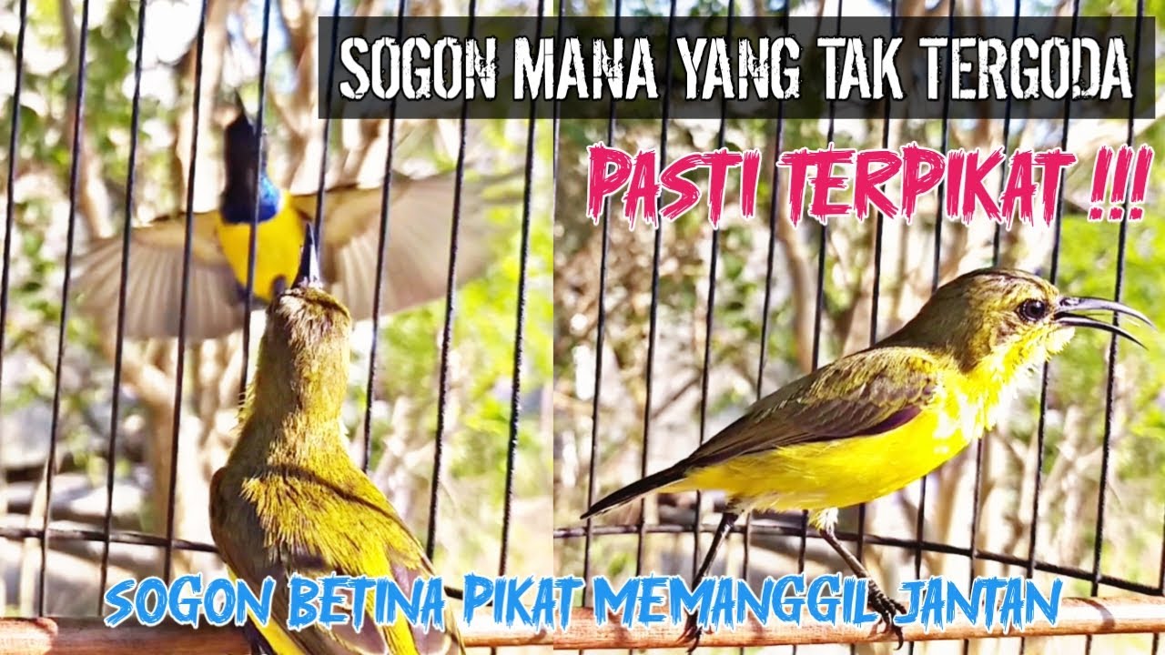 SOGON BETINA MEMANGGIL JANTAN ‼ PANCINGAN SOGON AGAR CEPAT BUNYI DAN NAIK BIRAHI