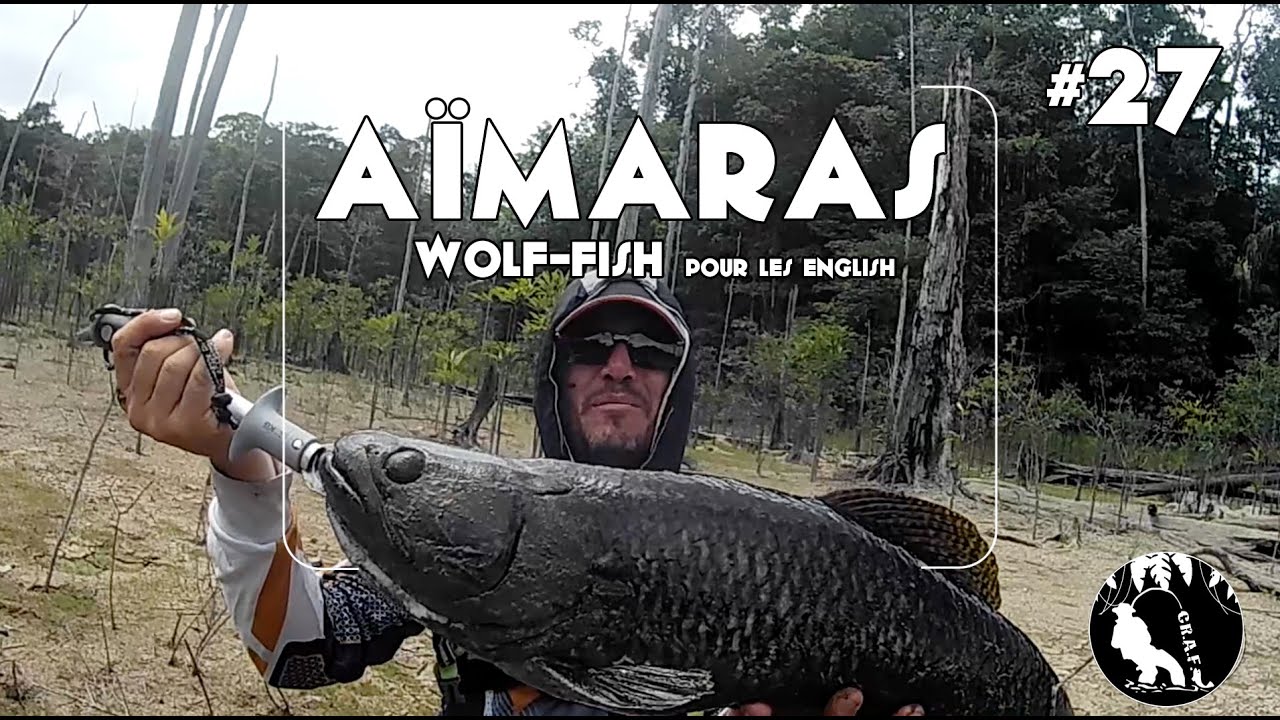 #27 Aïmara (wolf-fish) sur Petit Saut