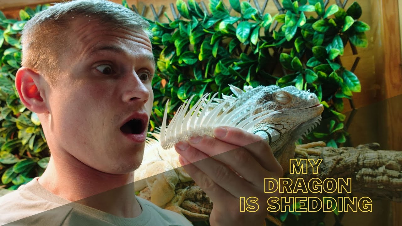 How to shedd an iguana's skin: A step-by-step guide for the general public