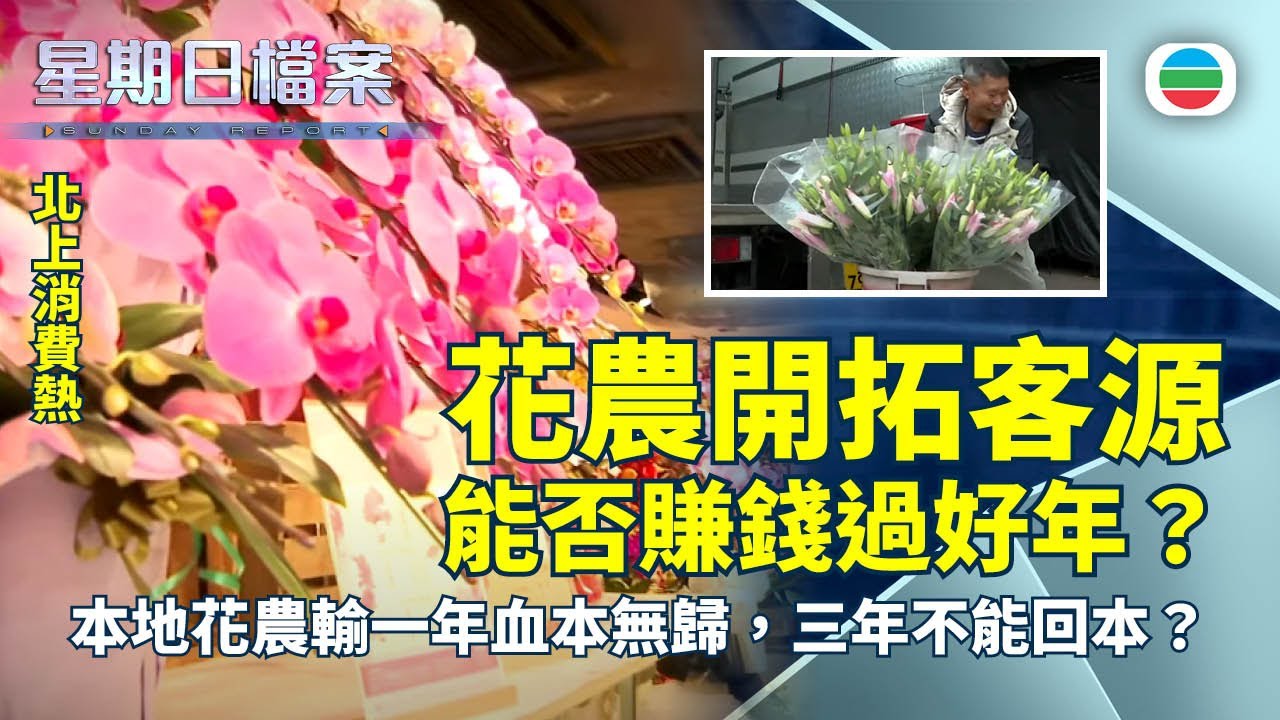 TVB 星期日檔案｜北上消費熱　花農能否賺錢過好年？｜無綫新聞 TVB News