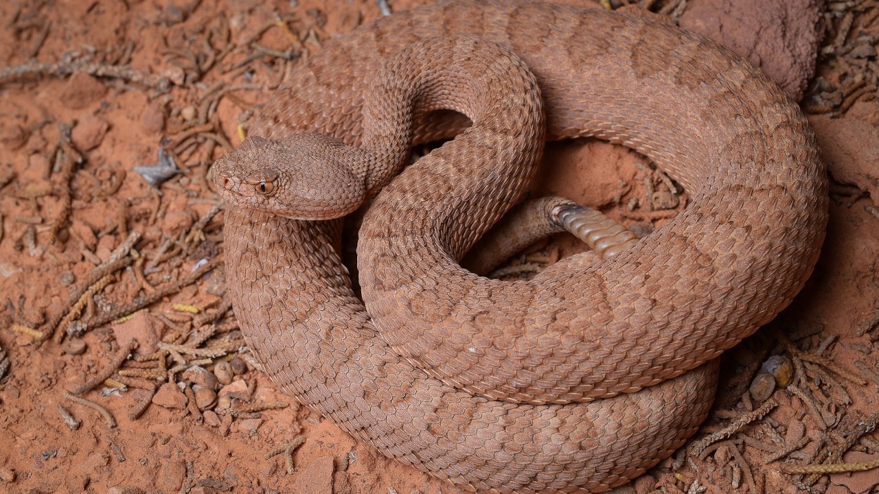 Herping Southeastern Utah 2025: Milksnakes, Rattlesnakes, & More!