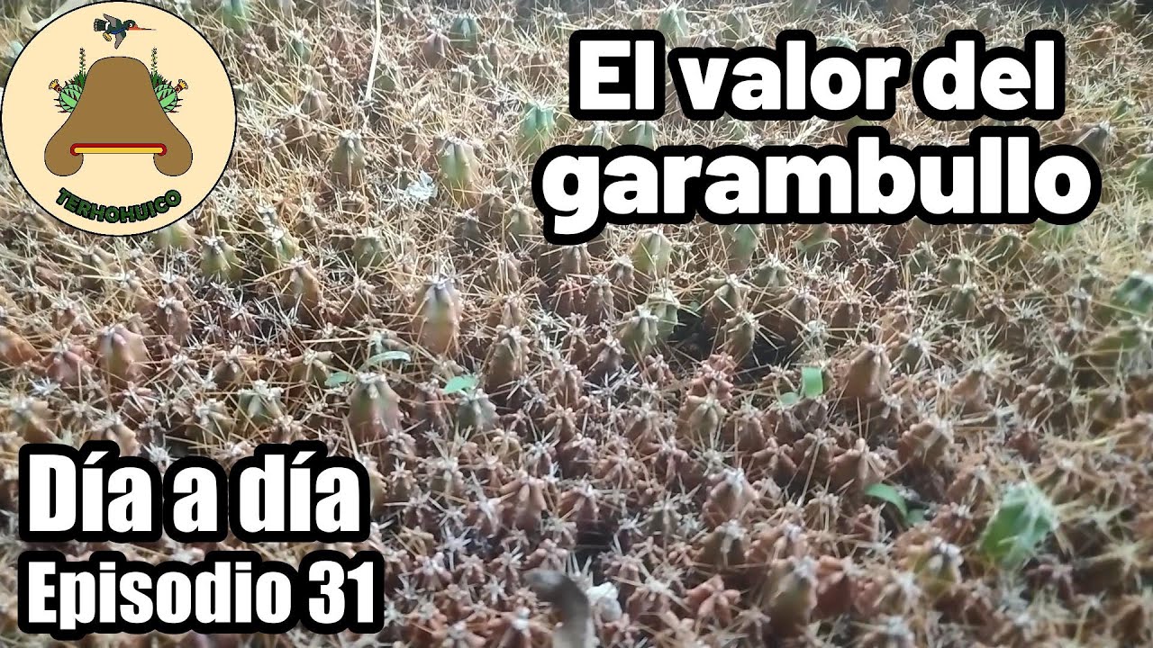 Un monumento al garambullo. Día a día en un vivero de suculentas. Episodio 31.