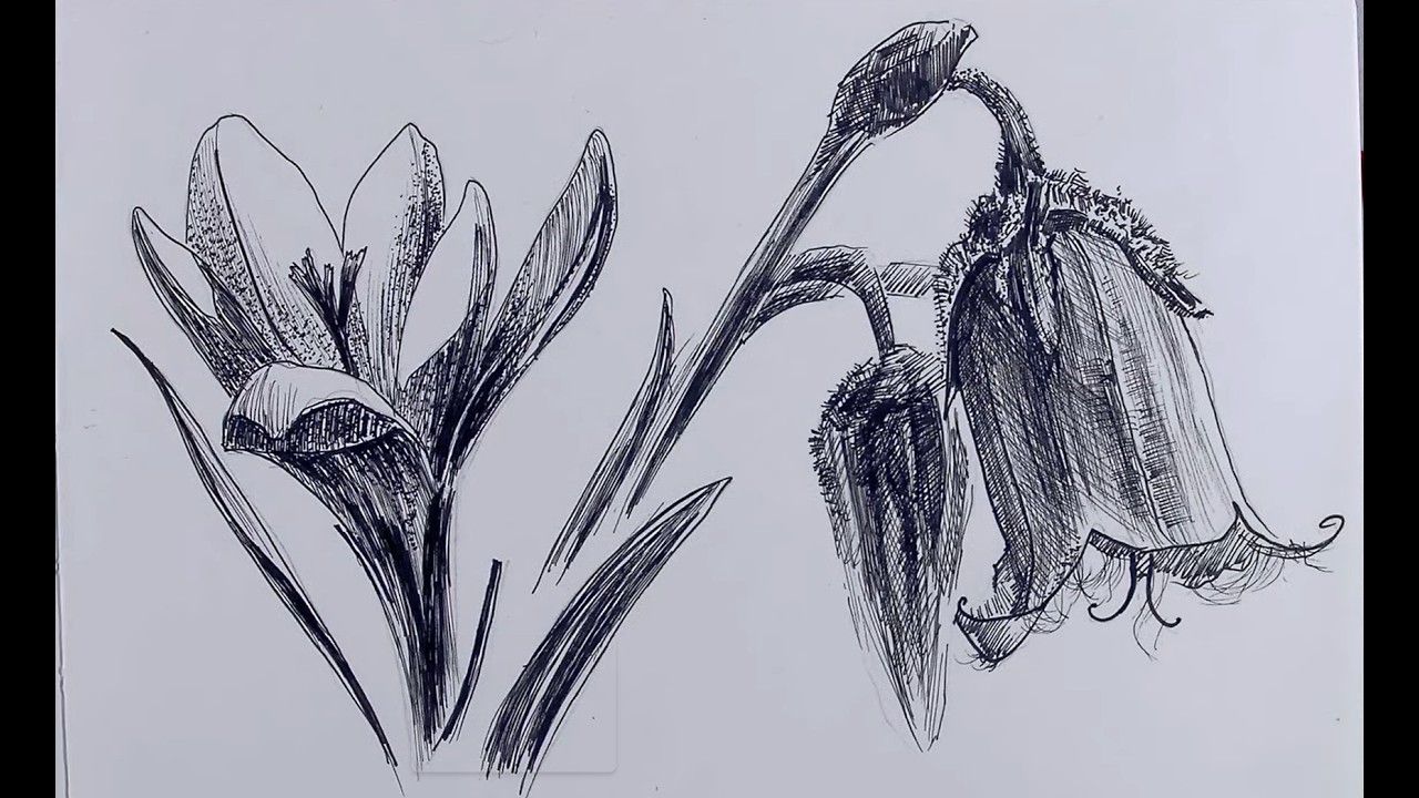 How to Draw Realistic Flowers with Blackliner - Step-by-Step Tutorial (No Talking)