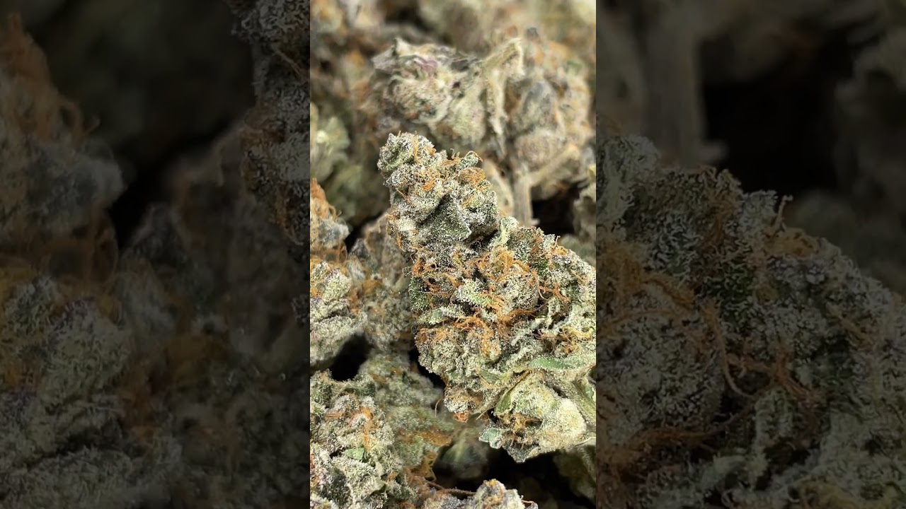White truffle cannabis grow. #growingplants #indoorplants #420 #hydroponics #fire #3whorti