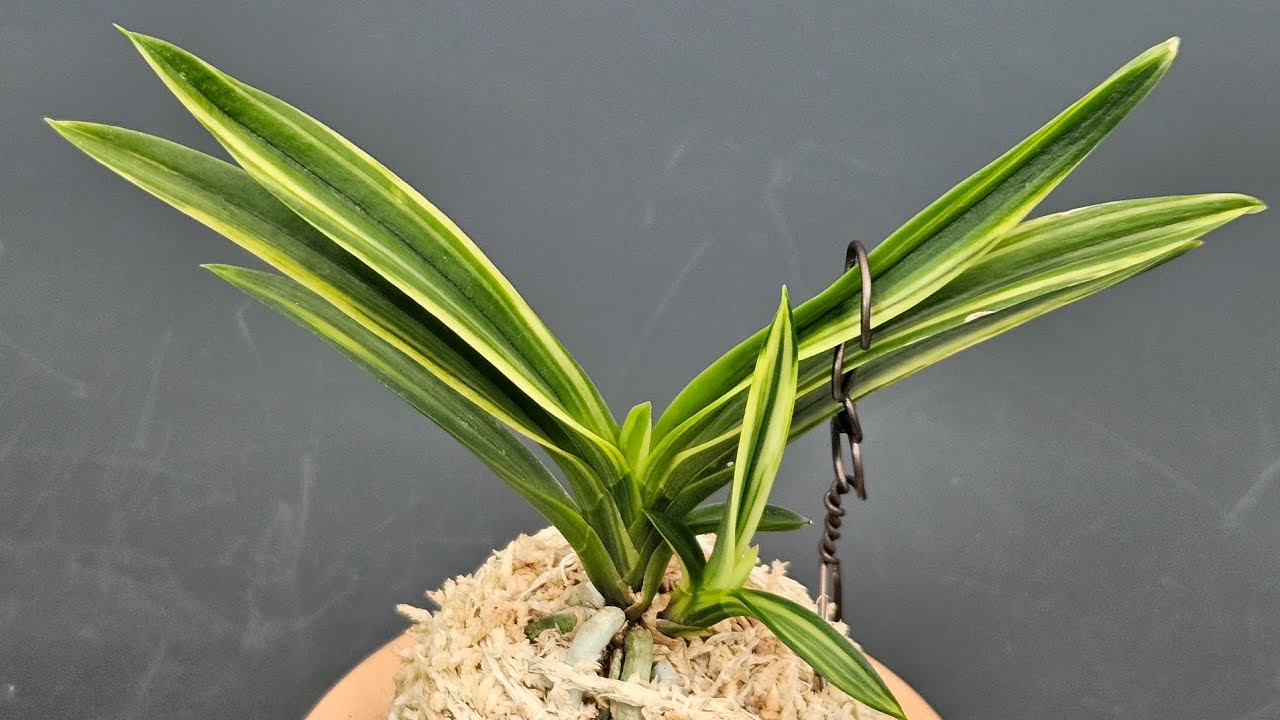 26년 3월 9일 보석난원 상품 입니다 #부귀란 #富貴蘭  #풍란 #風蘭 #orchid  #대구 #수성구 #난원 #고모로31 