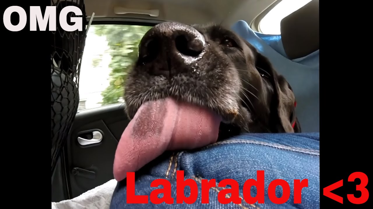 Leia the Labrador's Licks
