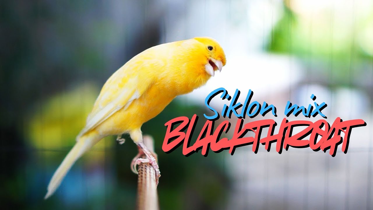 JAGONYA BIKIN MEWAH - MASTERAN KENARI ISIAN Blackthroat DAN SIKLON GACOR MUDAH DITIRU