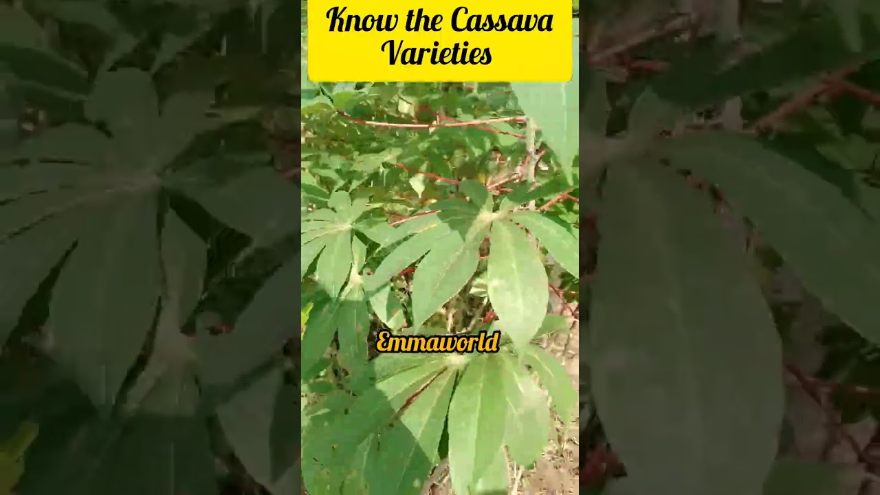 know your Cassava Varieties