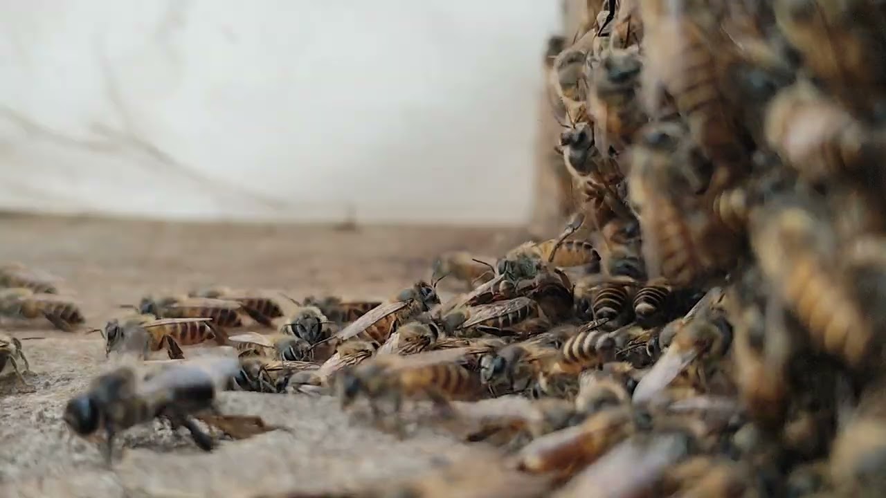 “The silent workers of nature, always on the move.” 🐝