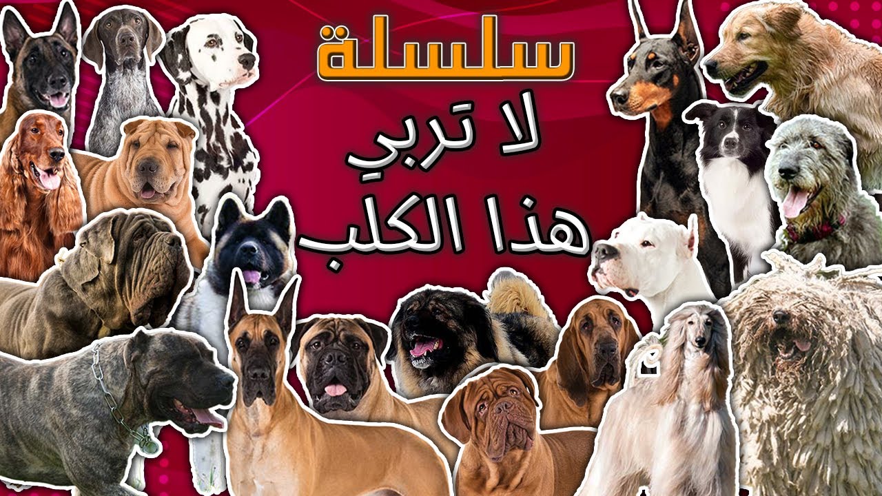 فيديويهات سلسلة كلب مش لازم تربيه -  من 1 ل 50 كلب