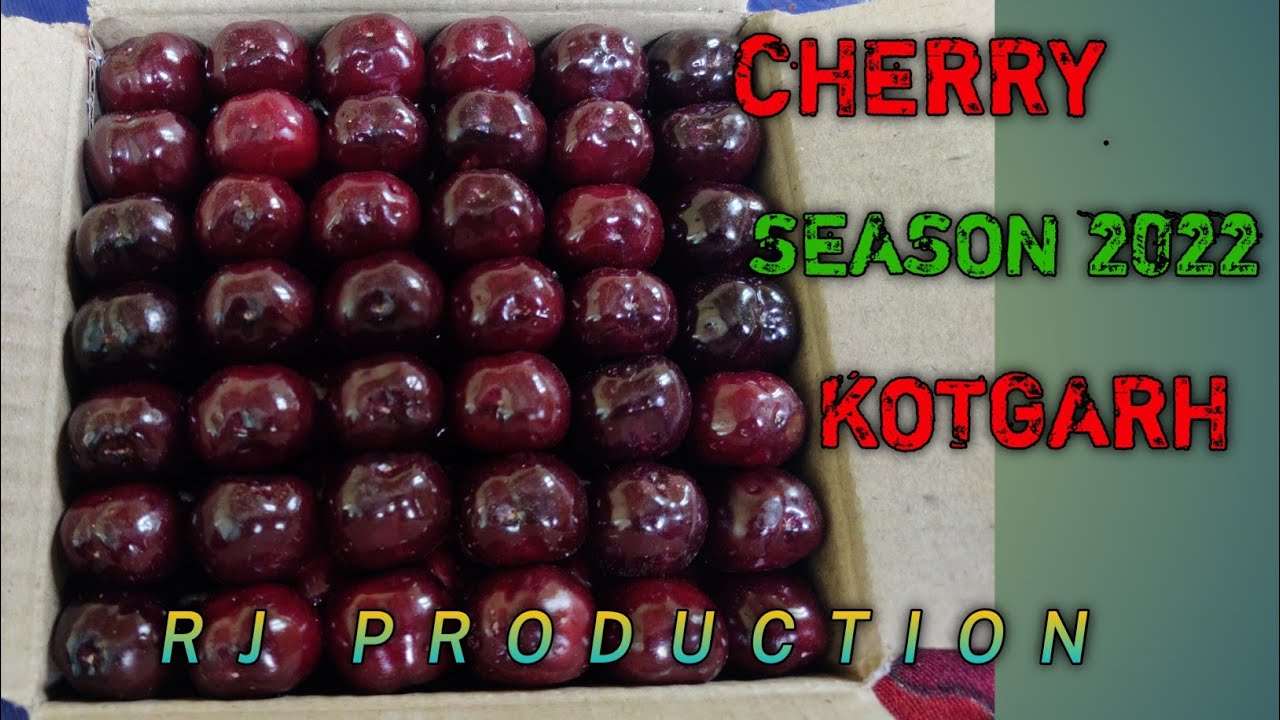 CHERRY SEASON IN KOTGARH 2022