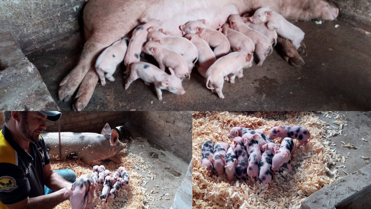 zap 83-993645061 visitei mais um criador de suínos em pocinhos -pb olha esses porquinhos novo