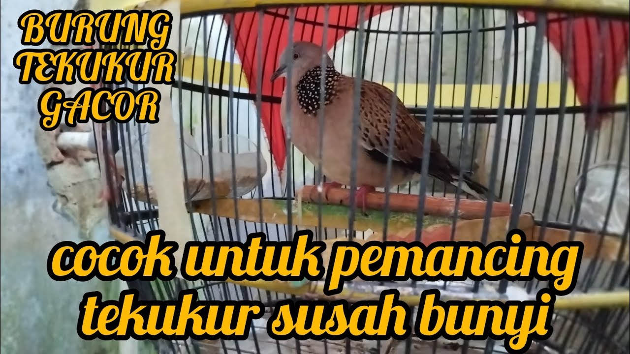 PANCINGAN SUARA BURUNG DERKUKU  LOKAL, PASTI SALIING SAHUT DAN IKUT MANGGUNG NONSTOP 10 MENIT GACOR