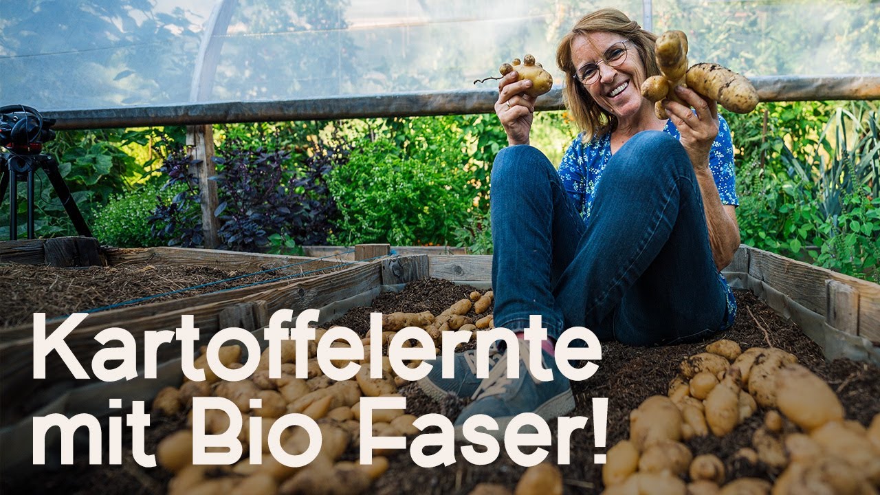 So einfach kannst du Kartoffeln im Garten ernten!