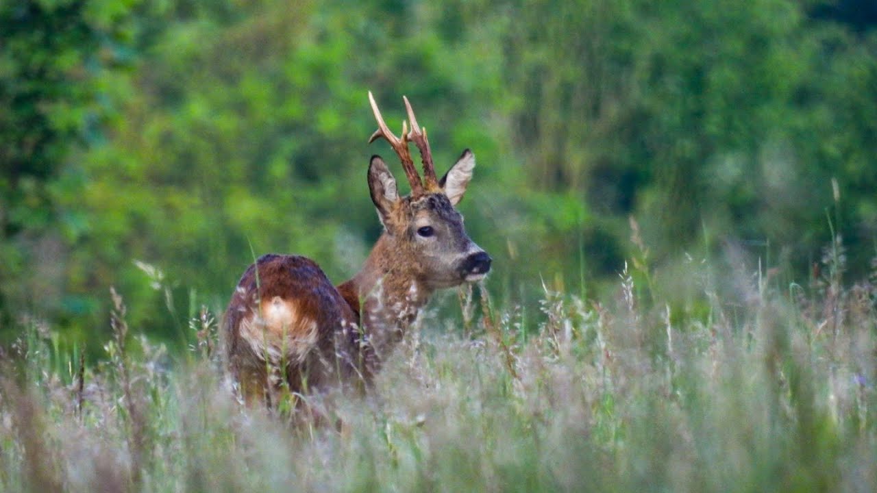 ROEBUCK HUNTING 2024/ HLEDÁNÍ DOBRÝCH SRNCŮ