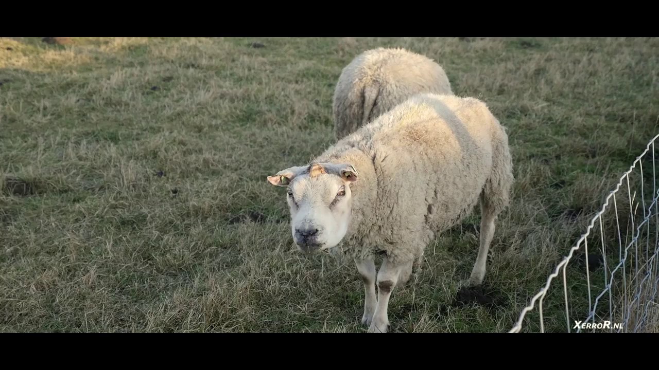 The Nature of Rilland Zeeland Part II XerroR