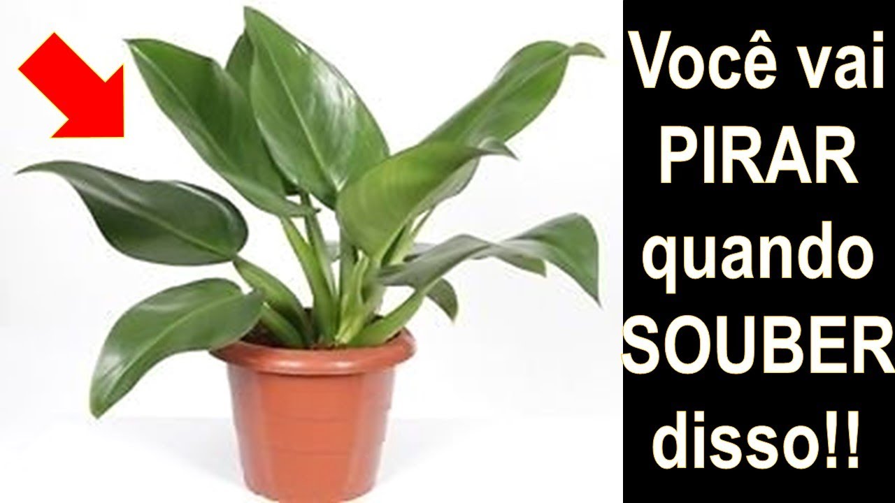 NUNCA MAIS COMPRE PACOV&Aacute; VEJA ISSO!!