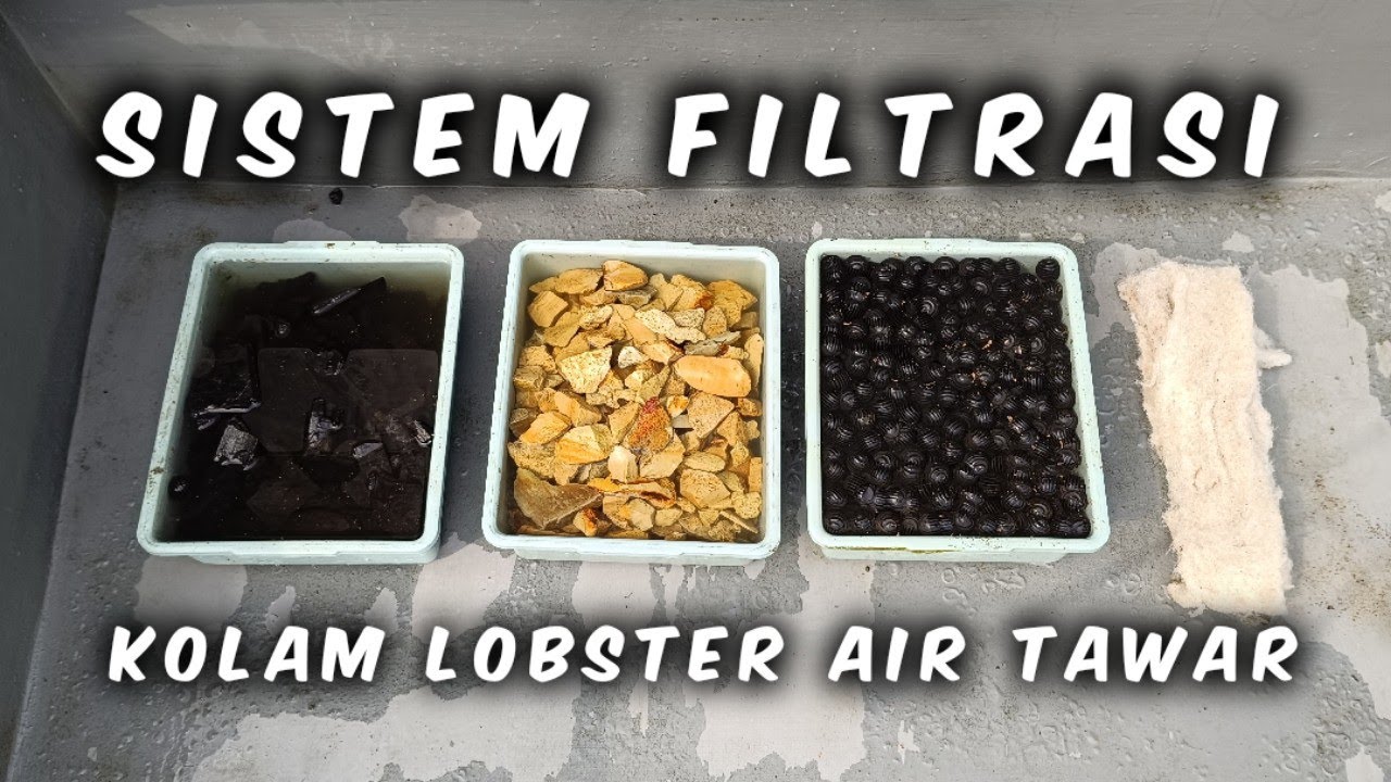 Bongkar Isi Filter Kolam Lobster Saya Dan Begini Penataannya  !!!