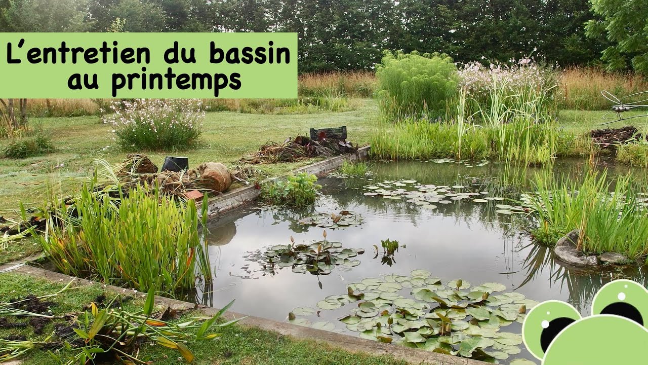 L'entretien du bassin au printemps