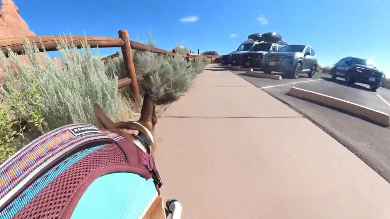 Brandy waits for mom on hike
