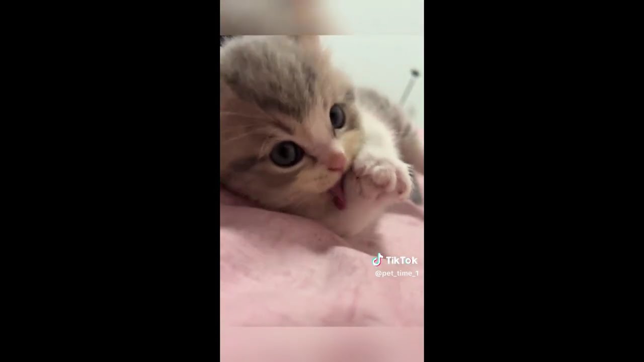 Если эти милые котята не тронут ваше сердце, значит, ваше сердце на 5 размеров меньше, чем нужно....